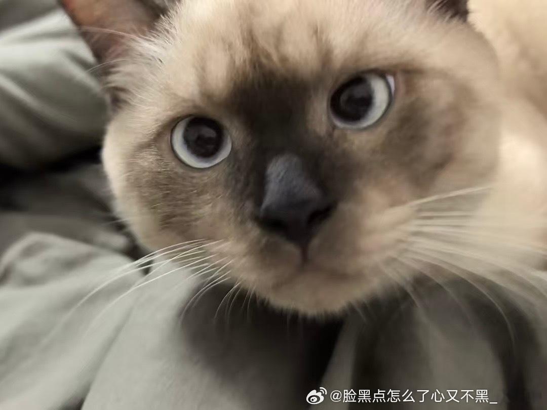4123只黑脸吾家有儿初长成，现在是大乐乐 ​​​