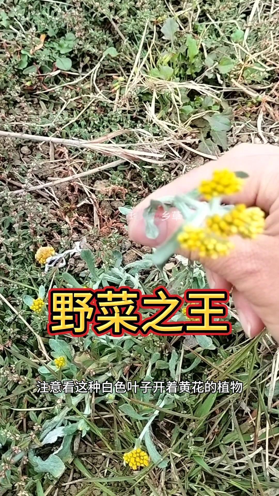 👀注意看，这是种白色叶子开着黄花的植物，它可是个宝。

🍃此时正是采摘的最佳