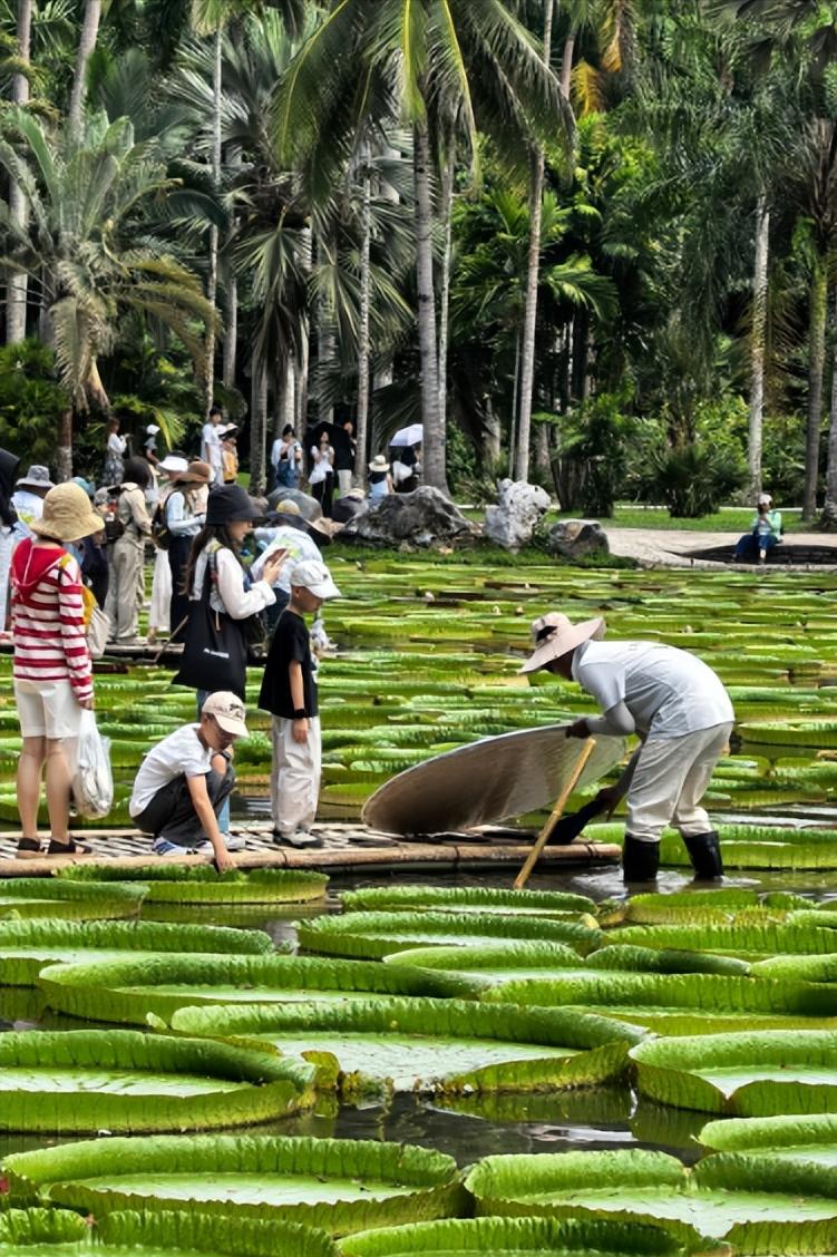 西双版纳植物园的王莲打卡项目有点有意思，60 元打卡王莲 “水上小船”，成年人直
