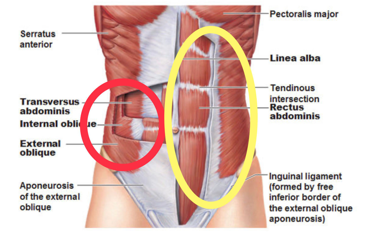 奥斯汀·里夫斯-2级斜向应变二级斜肌拉伤实际上是部分撕裂，通常发生在肌肉与肋骨连