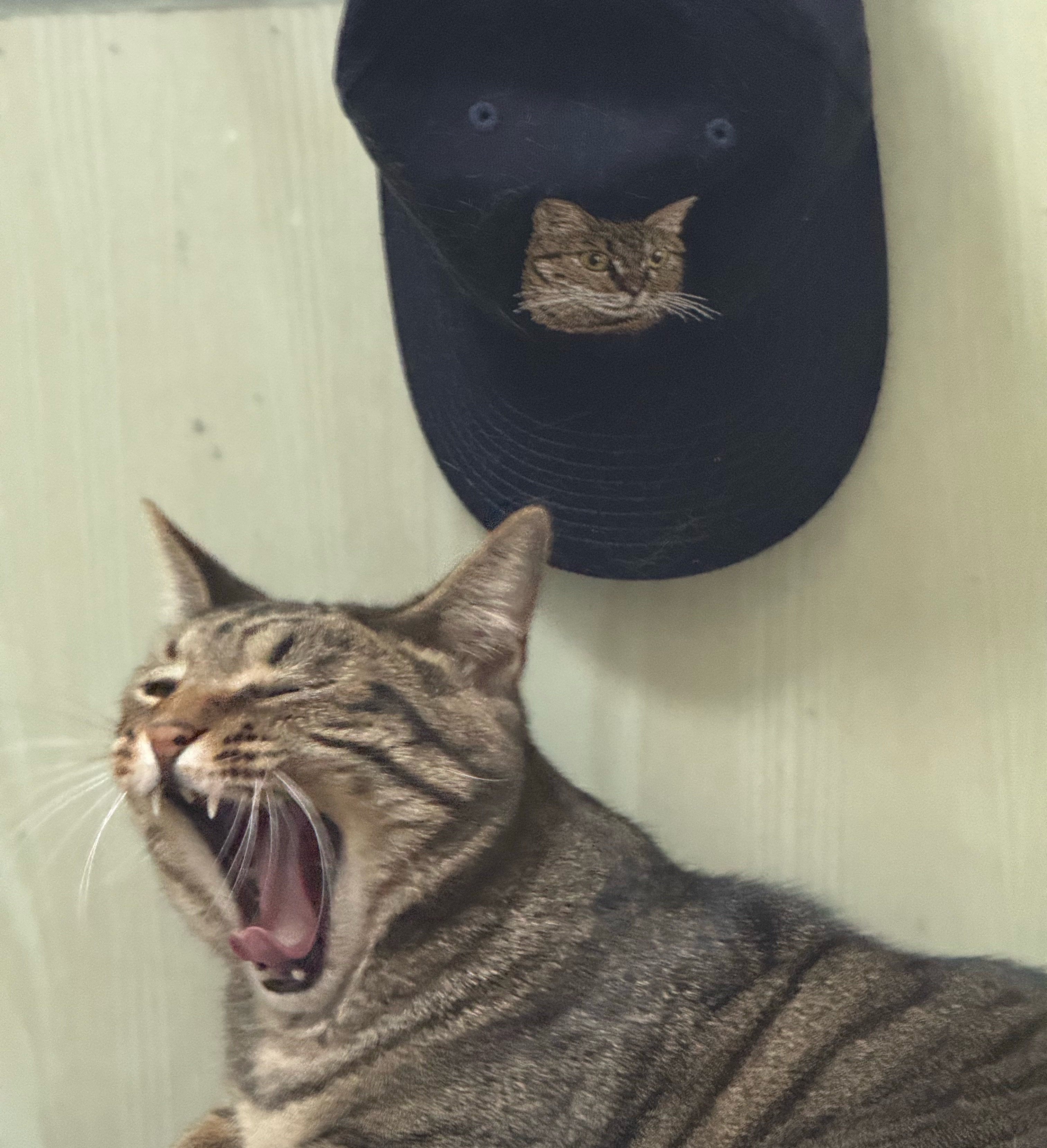 一猫一样 ​​​