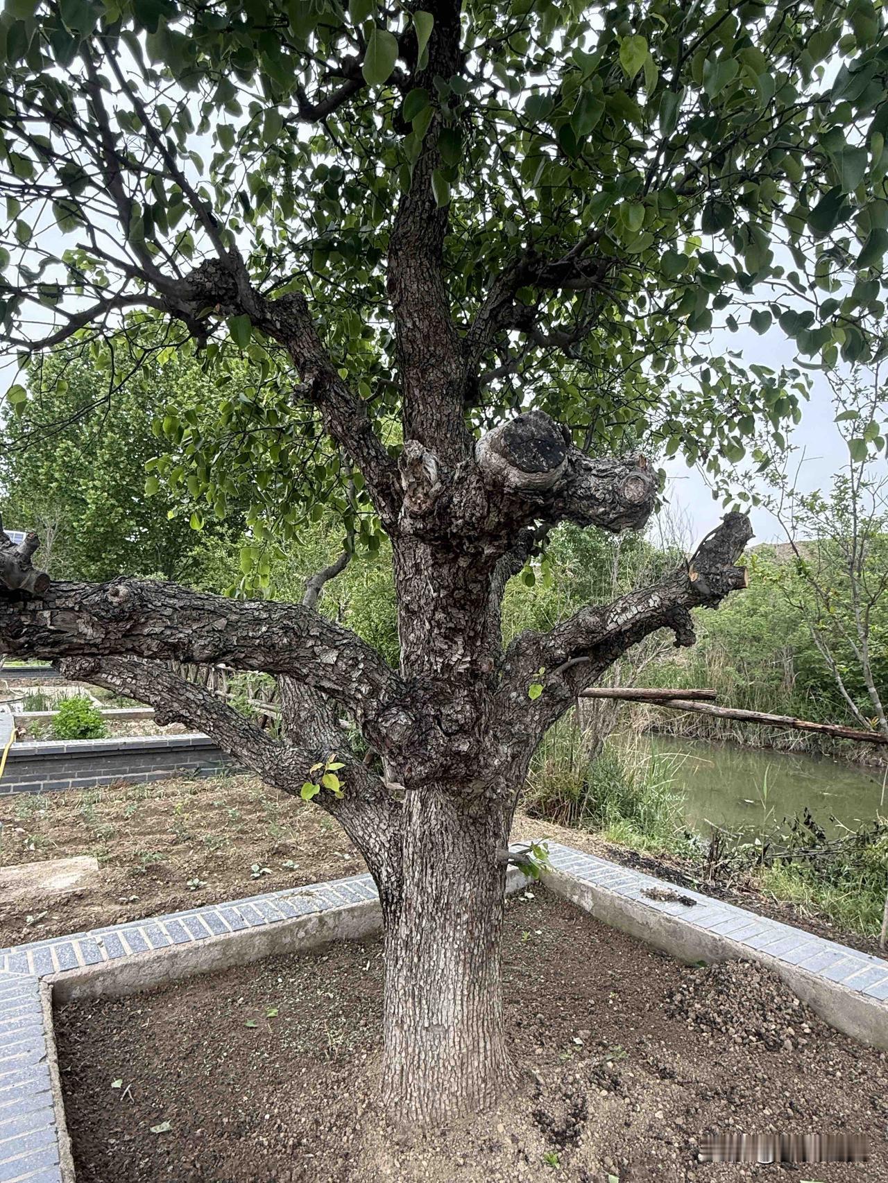 【小对联】
上：……？
下：食用菌。