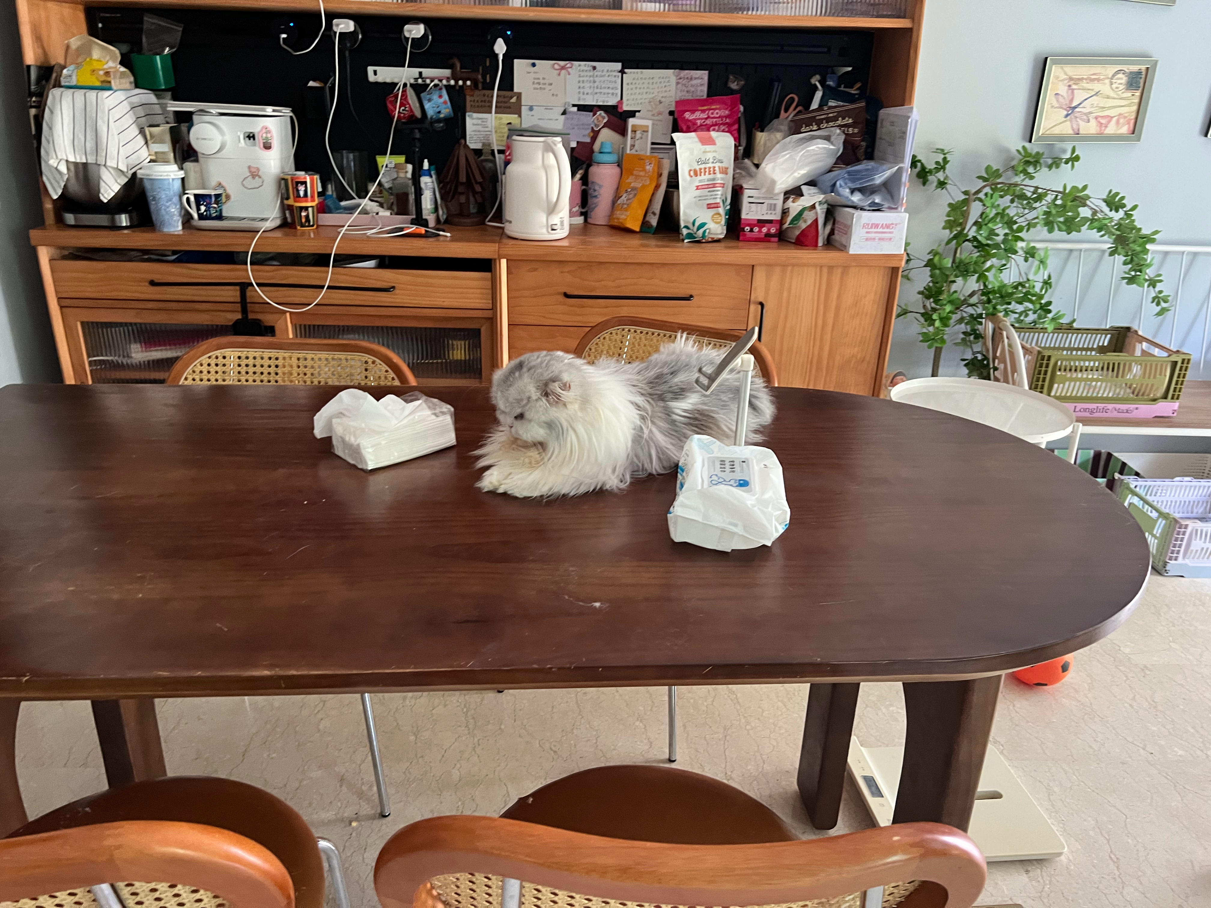 今天立秋啦，为啥小毛看上去心事重重的？难道是因为没喝上秋天的第一杯奶茶吗？萌宠c