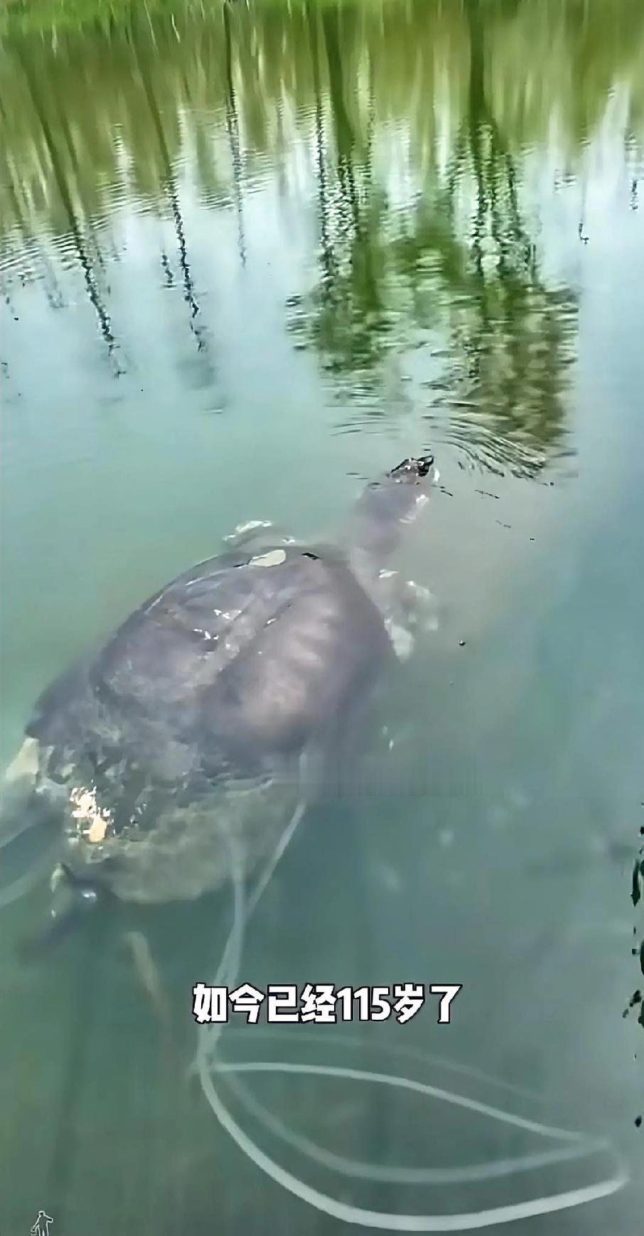 Hello，大家好呀!我是咖啡☕今天我们聊聊斑鳖，这种连恐龙都没见过它的古老生物