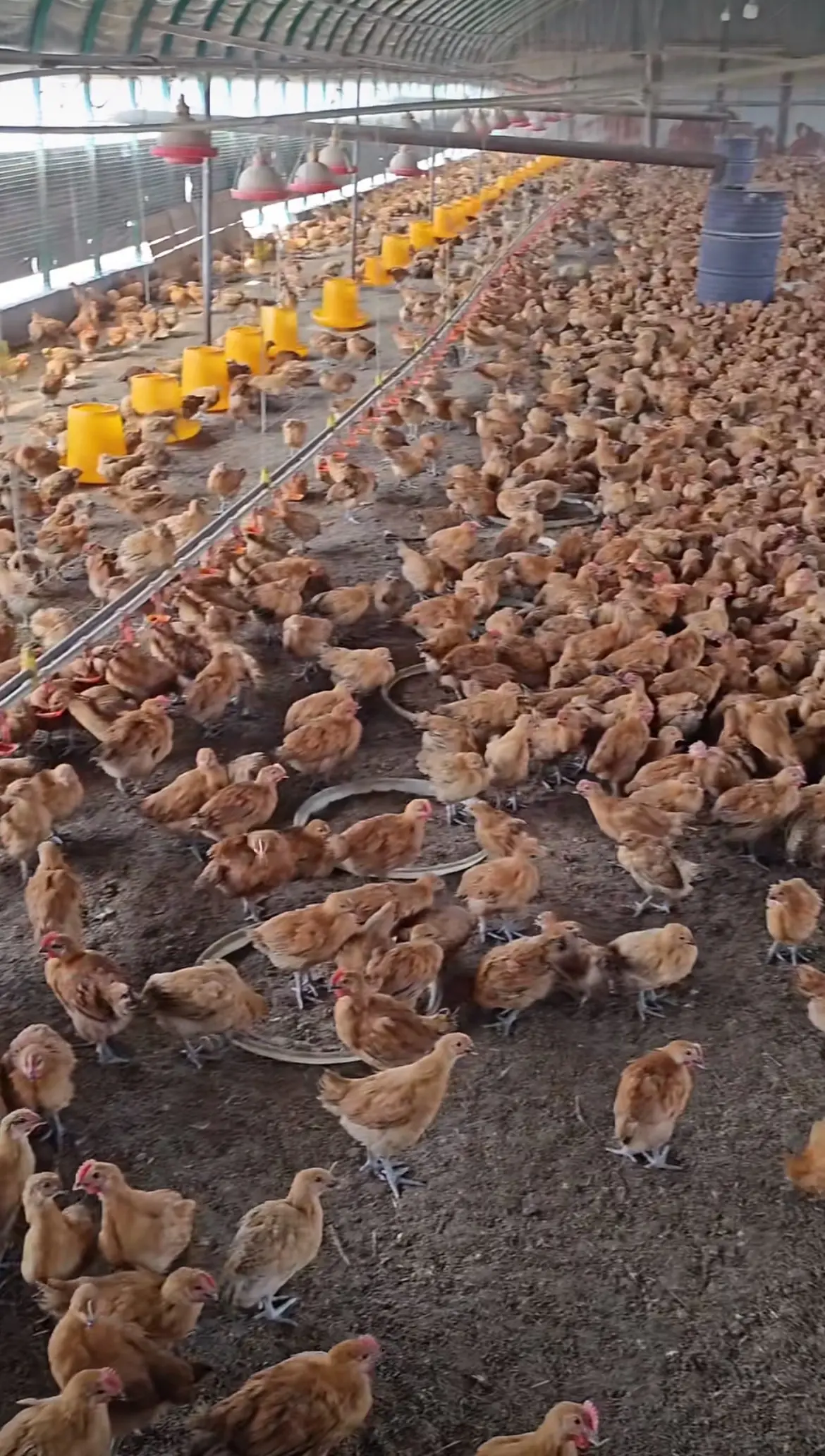 鸡苗到家这样做，成活高达9成9