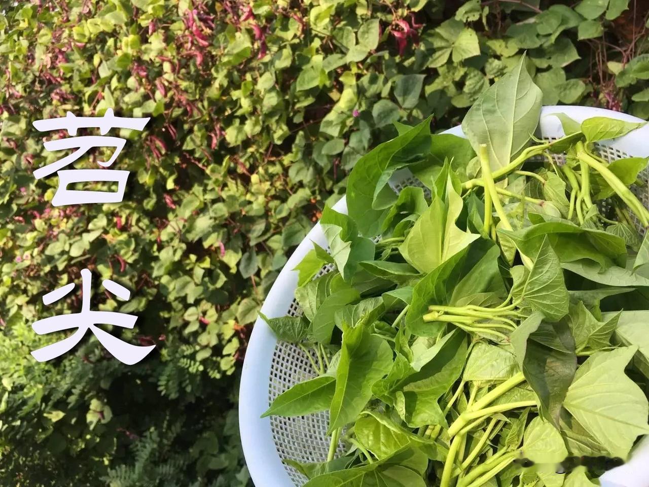 周末找块地瓜🍠地，掐点嫩尖，回来清炒或蒜蓉炒、凉拌都可以，清淡可口😋。记得小