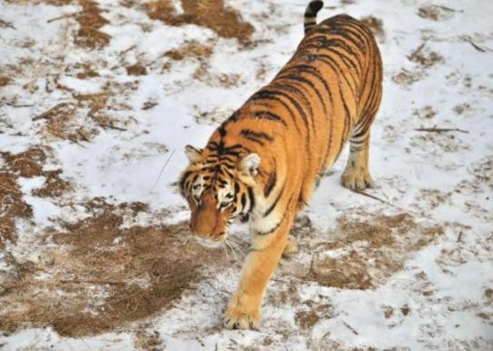 2021年，韩国引进了一头中国东北虎。结果刚到韩国动物园，就遭到了本土虎的联合攻