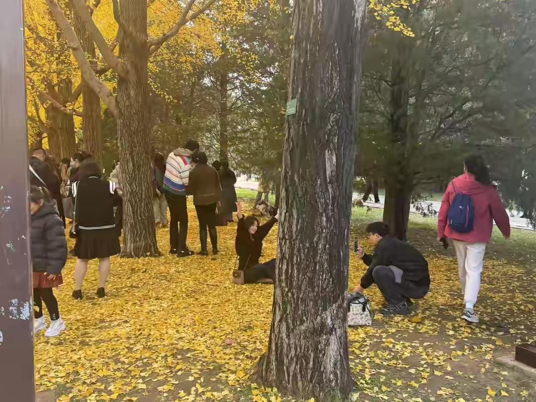 最近北京彩叶树迎来最佳观赏期，好多南方游客专程“飞”来北京赶秋。在地坛公园西门外