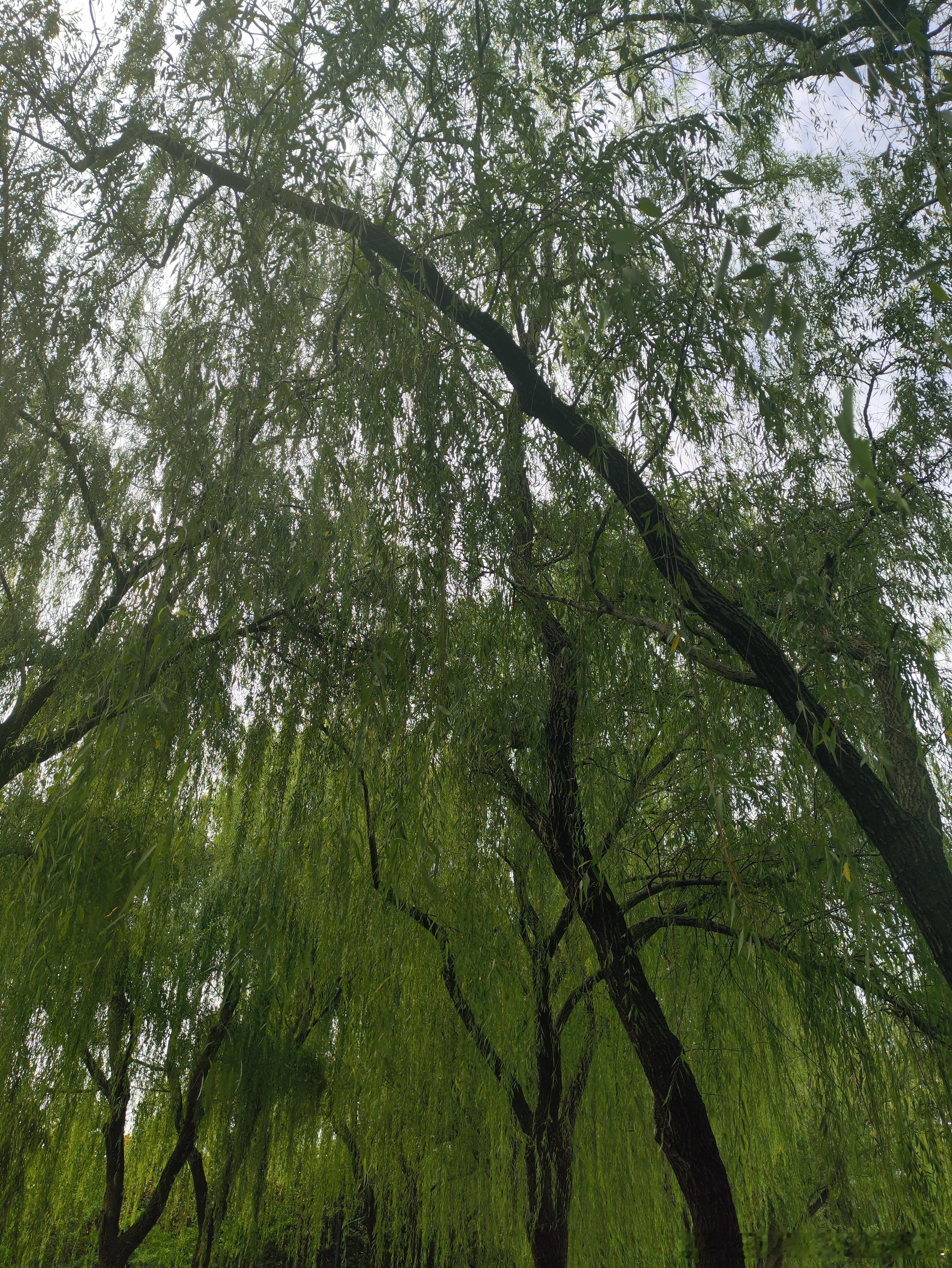 醉后不知天在水......抬起头看天空时恍惚了一瞬。柳树真的是一种非常中国的树。