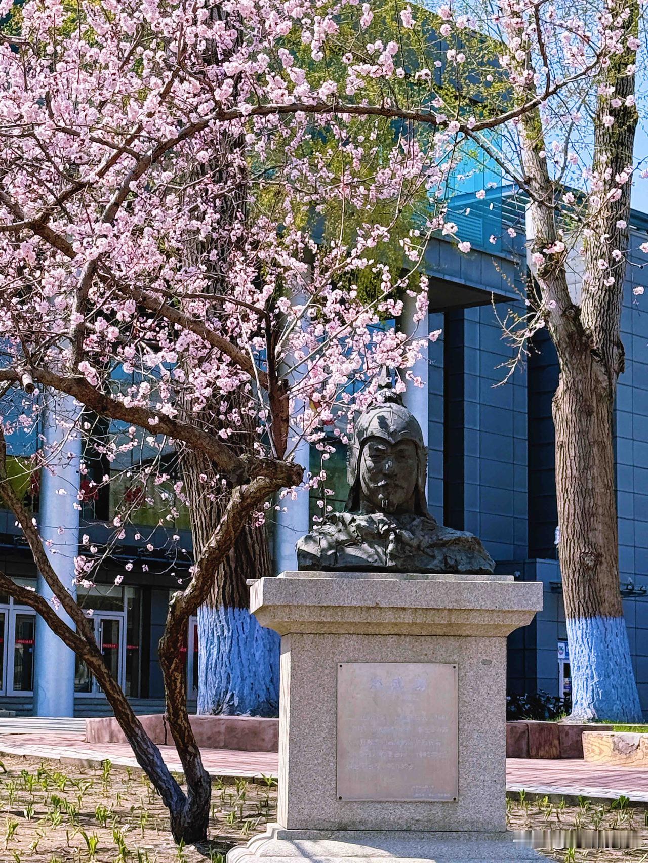 哈尔滨工程大学，赏杏花
哈工程的杏花长廊，春意浓，阳光下杏花吐蕊，
林间枝头，清
