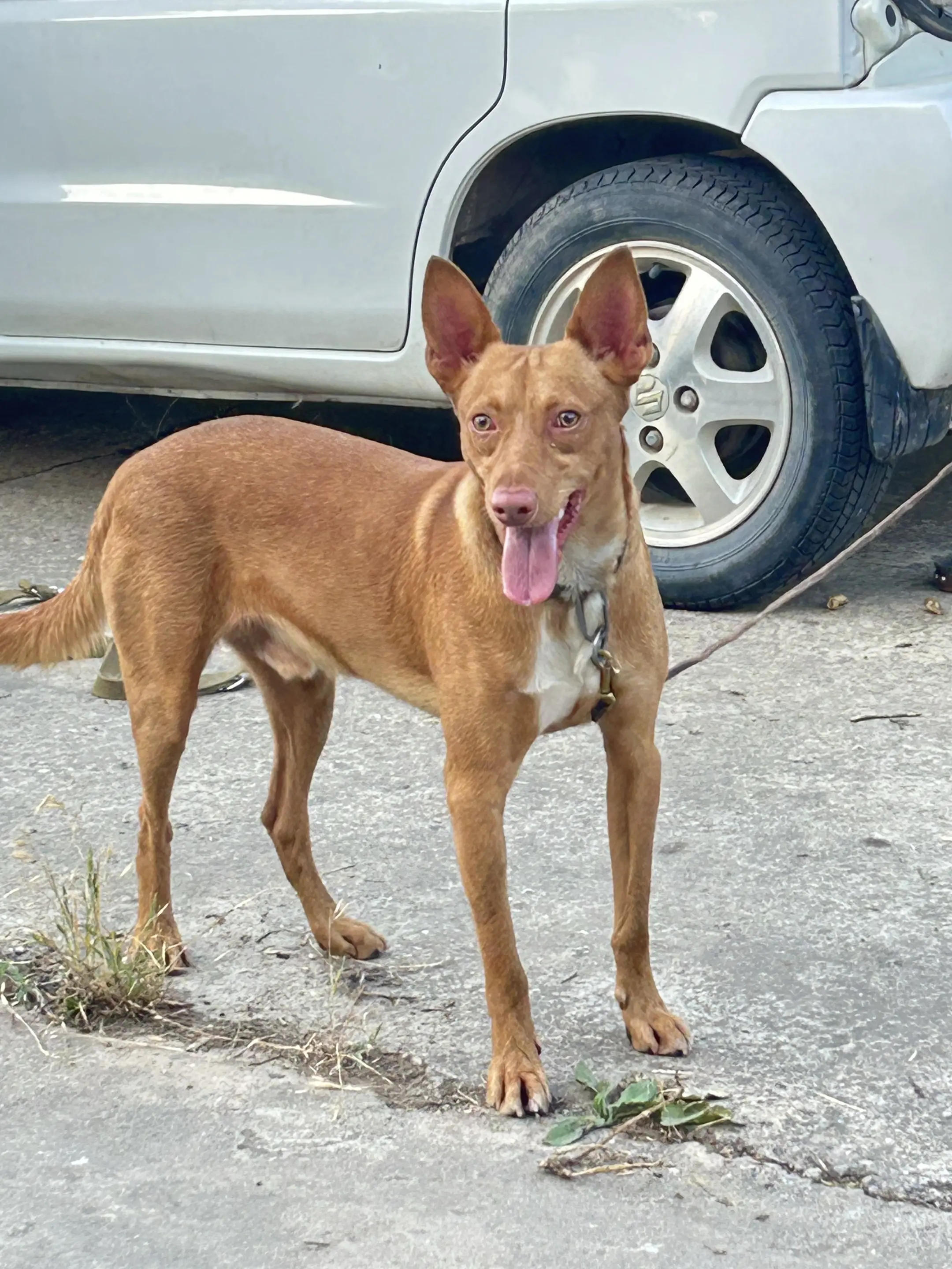 爱犬西班牙中公 黄瘸子
