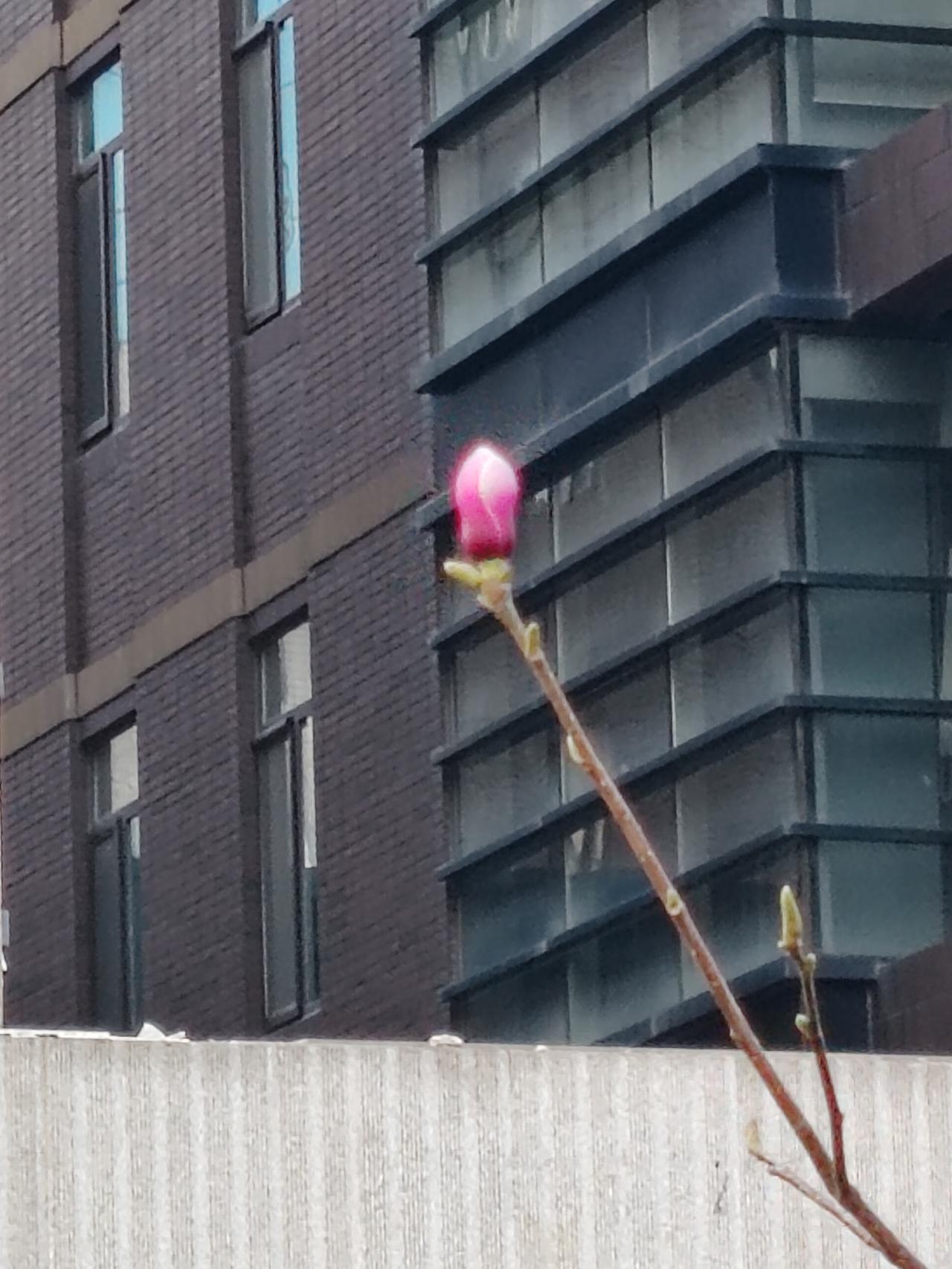 上联：弓虽强但石更硬；
下联：火丁灯逊日月明。                 