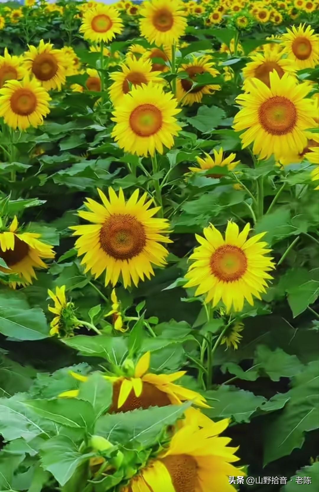 这一片金黄的向日葵花海，简直太治愈了！🌻
葵花盛开，向阳而生，象征着信念与光辉