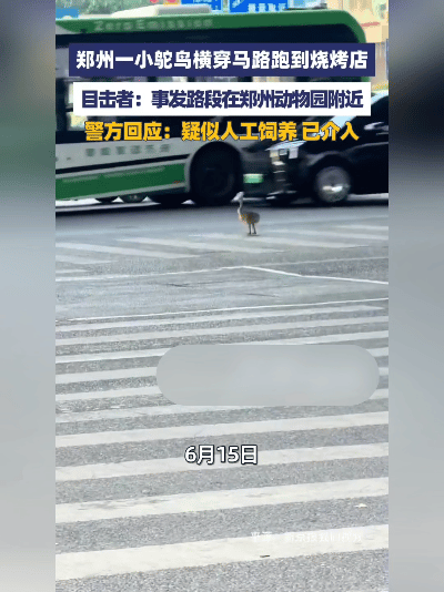 新奇趣闻！郑州马路闯来小鸵鸟，一路狂奔直奔烧烤店，路人看呆了
 
谁能想到市区马