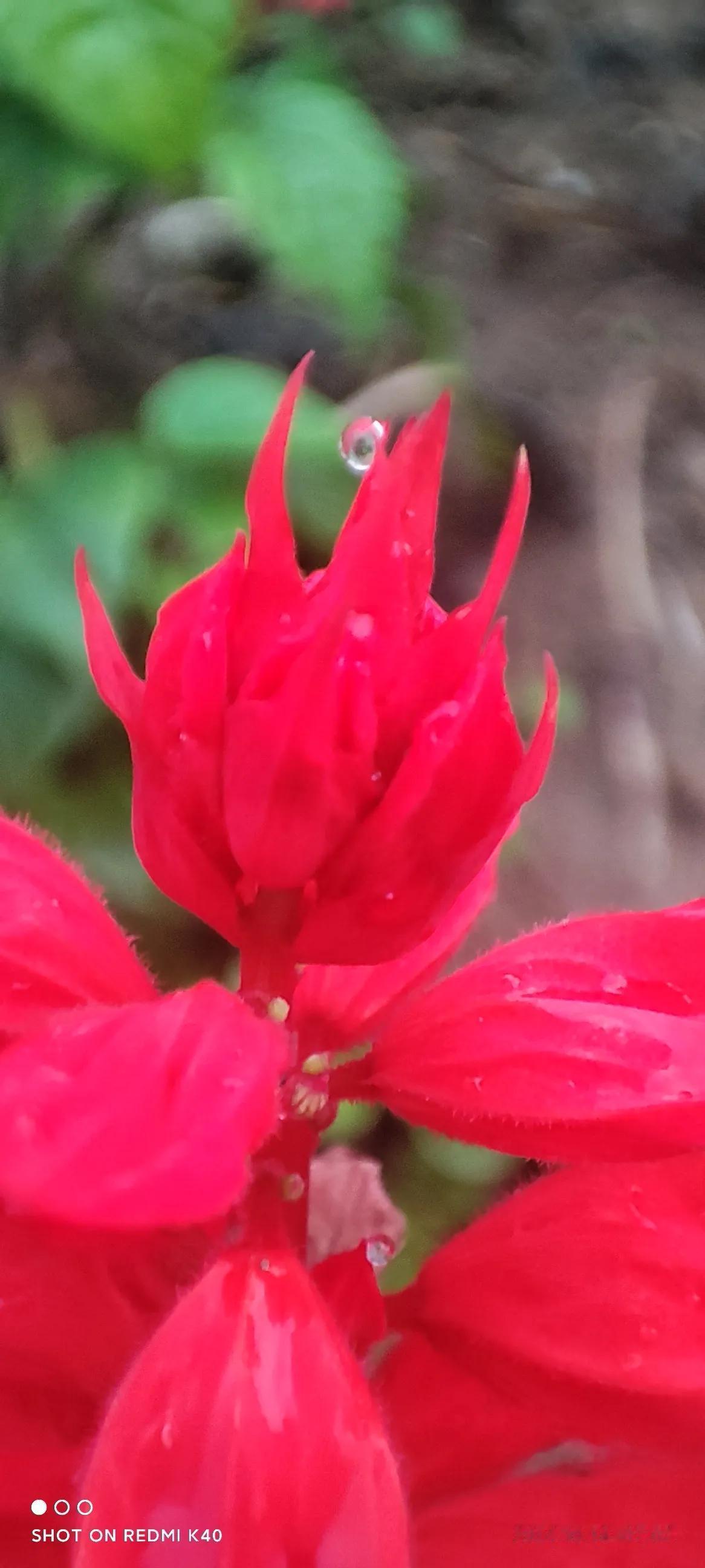 #对对联飞花令#上联：桂风拂面佳人笑，下联：秋雨润心枫叶红。我正在参与【对对联 