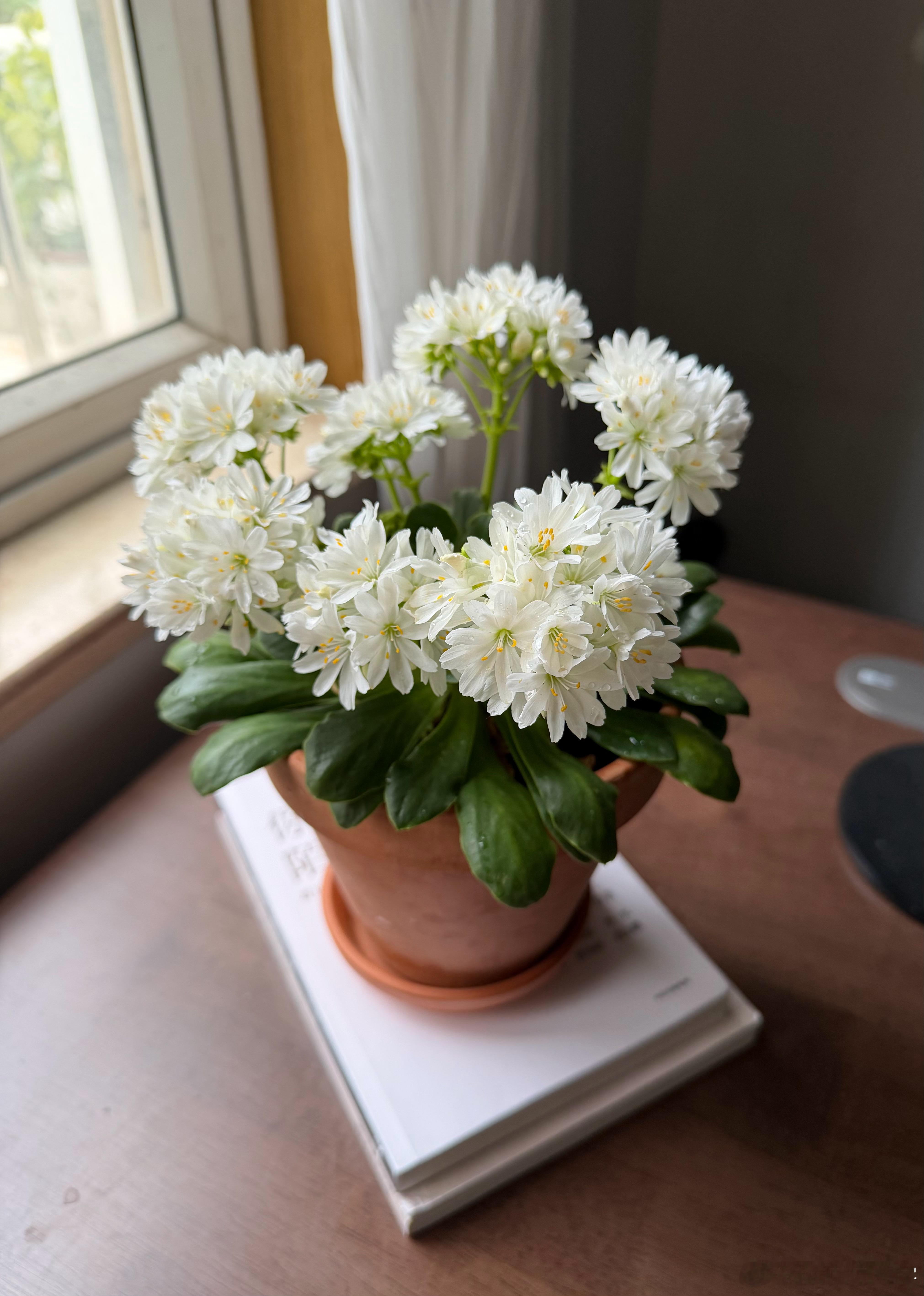 清纯小白花 ，露薇花还是白的耐看 南京