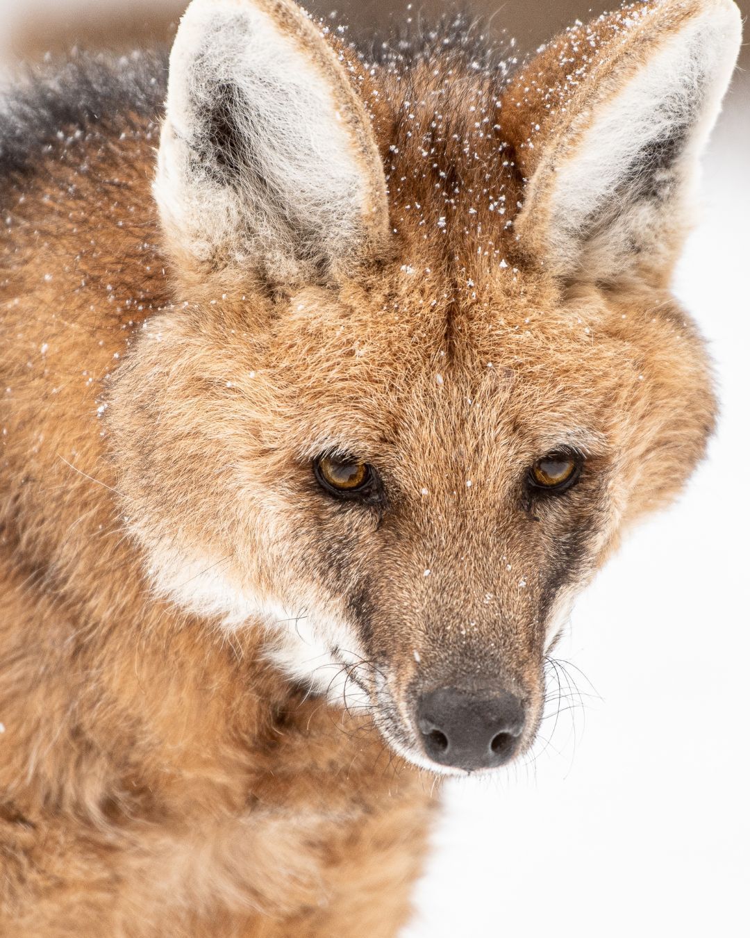 下雪啦  鬃狼  犬科动物  ——所属：Endangered Wolf Cent