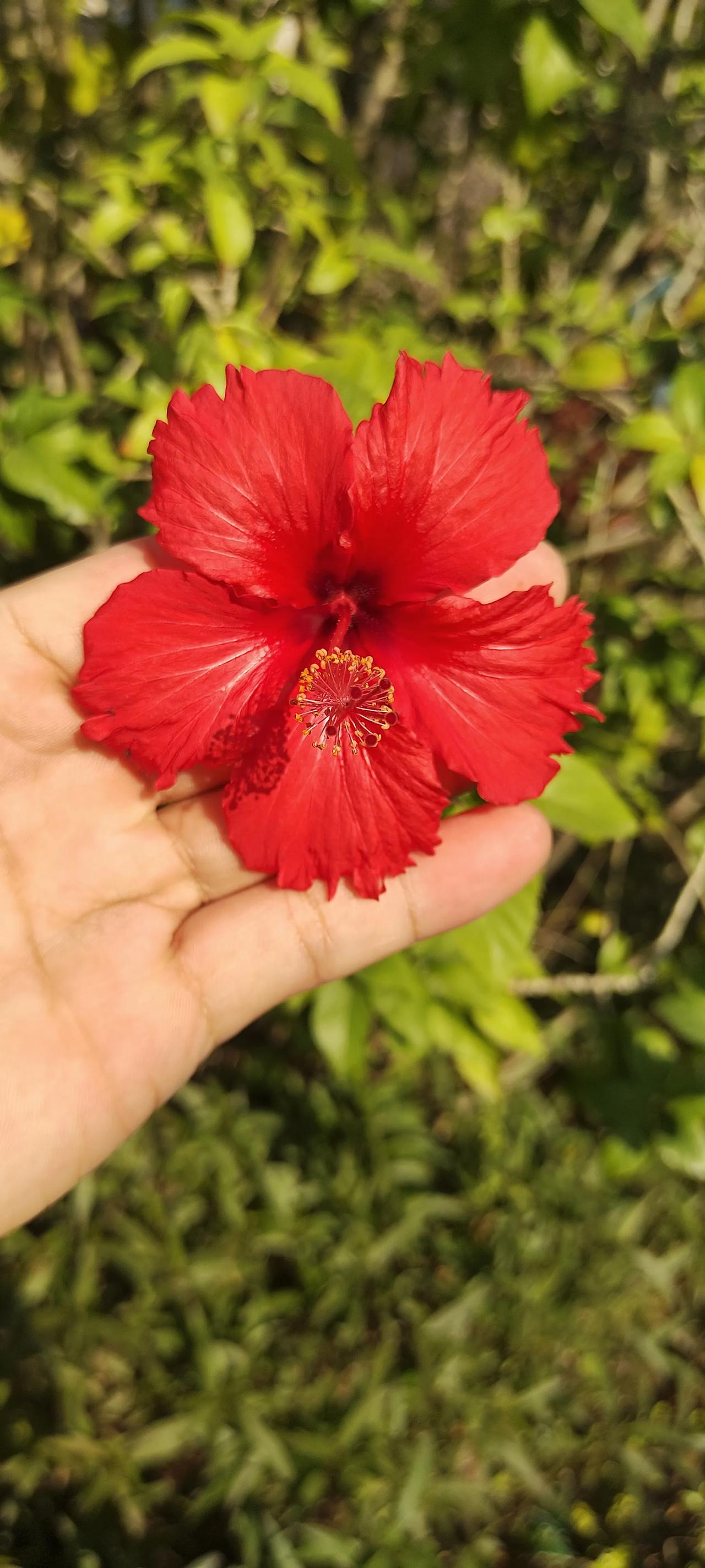 是夏天带着芬芳的花香色彩斑斓的展示着夏天的美，像娇艳的姑娘，又像精壮的小活。