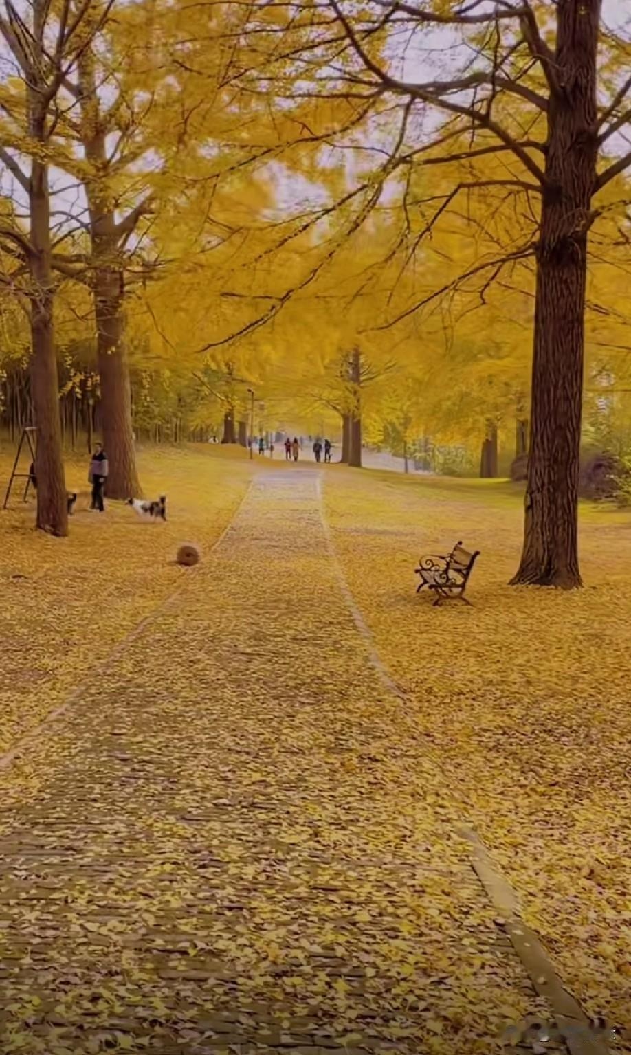 深秋的浪漫，一半都藏在银杏的金黄里。当枝头的绿意渐渐褪去，浅金与深黄便开始交织晕