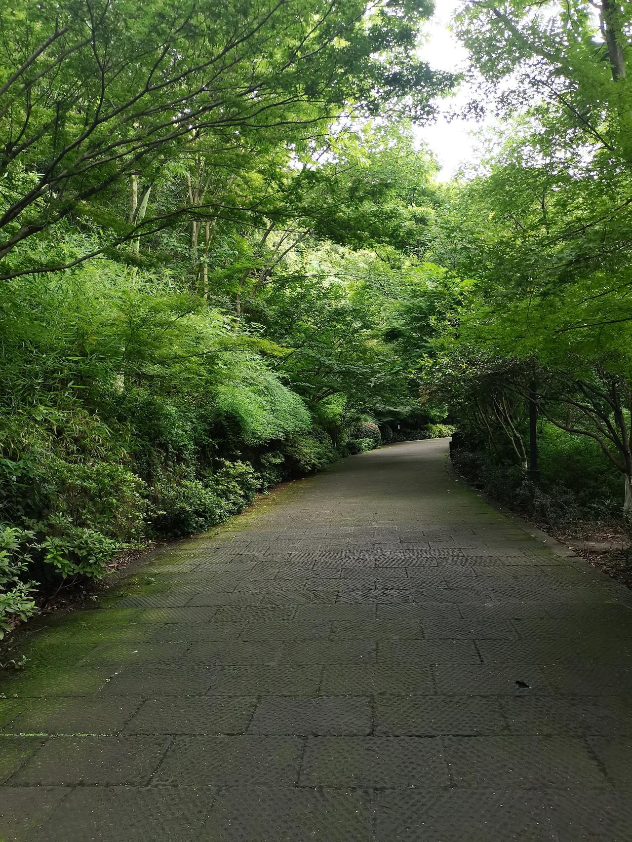傍晚去附近山上走了走，
我发现增进生命的质量，
都是靠做一些无意义的事。

生命