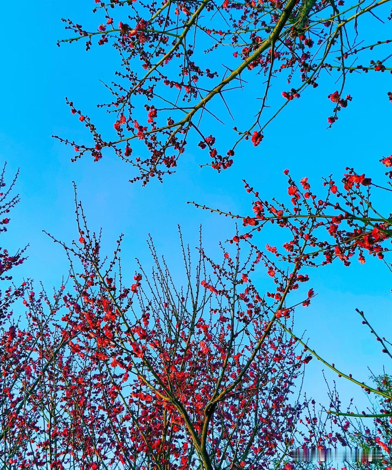 听着琴音乐逍遥。
手捧热茶慢慢品，
春风翻书香袅袅！🧧🎉😄🍀🍎