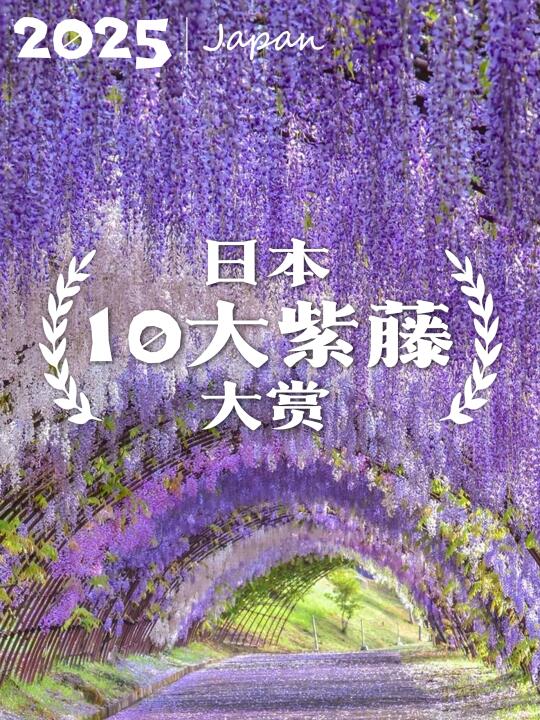 🌸日本绝美紫藤大赏！10处梦幻紫帘等你来打