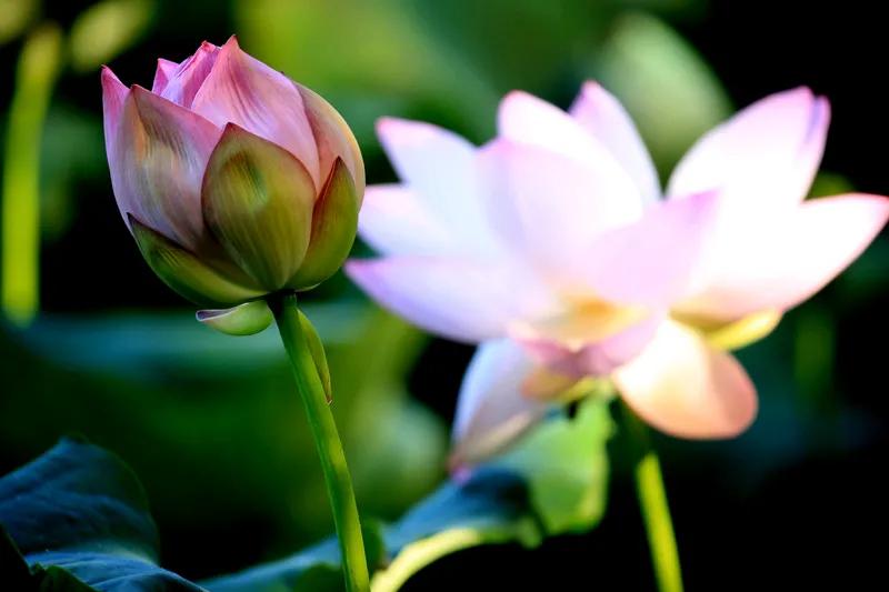 七绝 风荷曳曳
一径荷塘两处开，
凌波仙子下瑶台。
风花曳曳摇青梗，
蜂蝶群群采