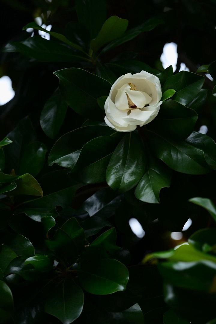 广玉兰之夏，白花如玉。植物