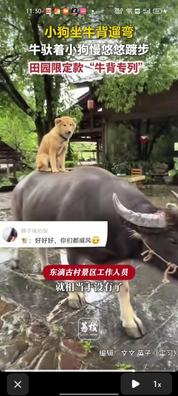 8月6日，桂林市灵川县。有网友发视频显示，一只小狗坐在牛背上遛弯，牛驮着小狗悠悠