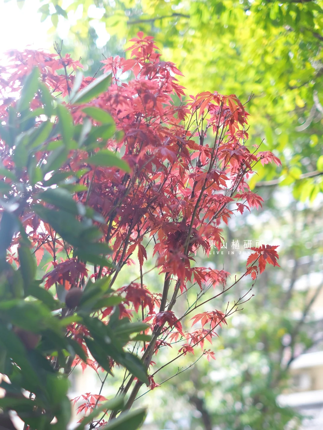 东植x莲籽堂丨绿植造景 广东的夏日色彩🎨