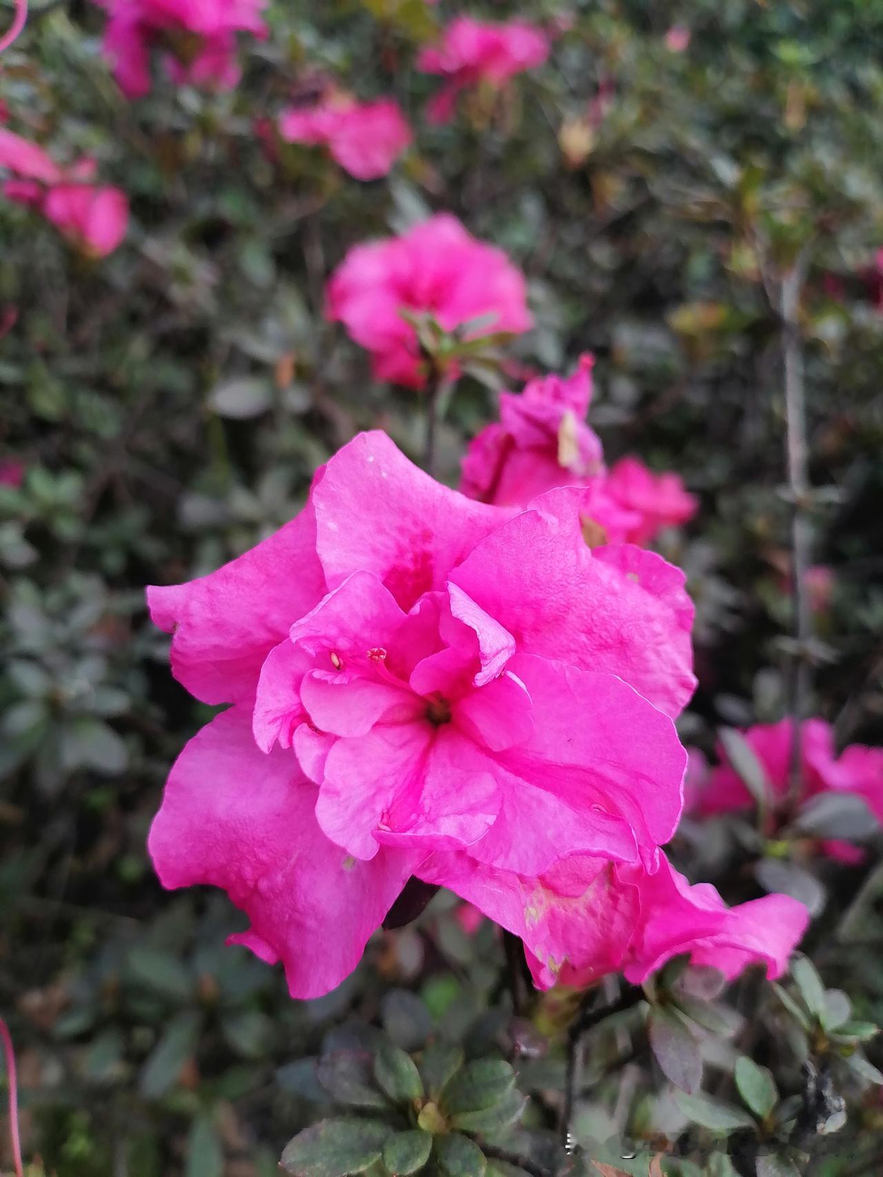 随手一拍分享最美的花