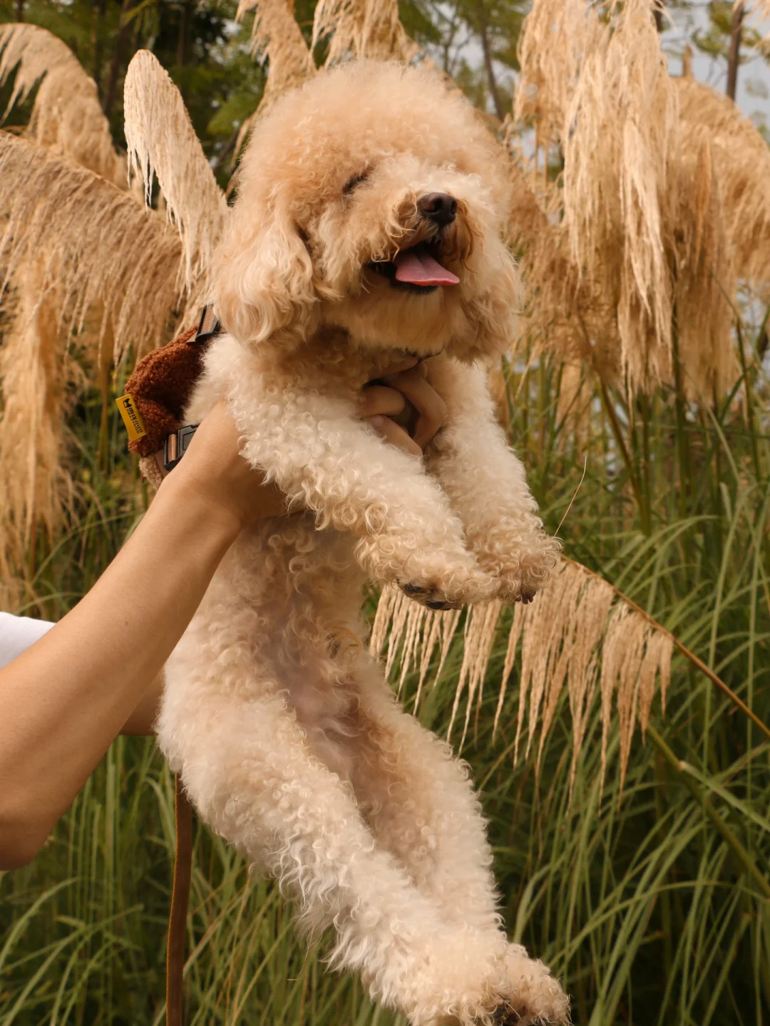 我宣布！秋天和栗子是摇粒绒小狗的主场！🐕🍂