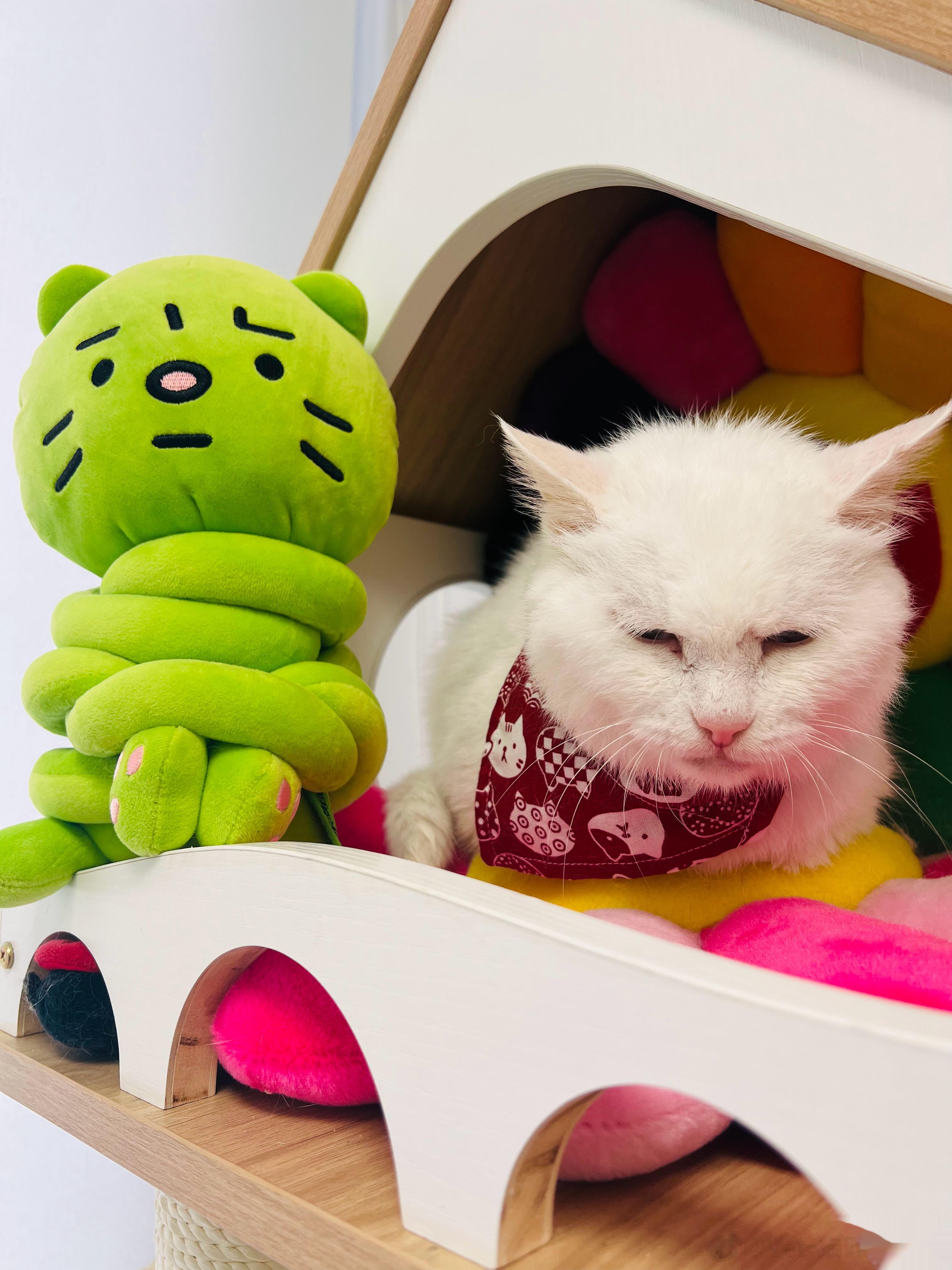 #柳婶# 谁被绑架谁就焦绿道理很明显感谢猫老大相赠​​​