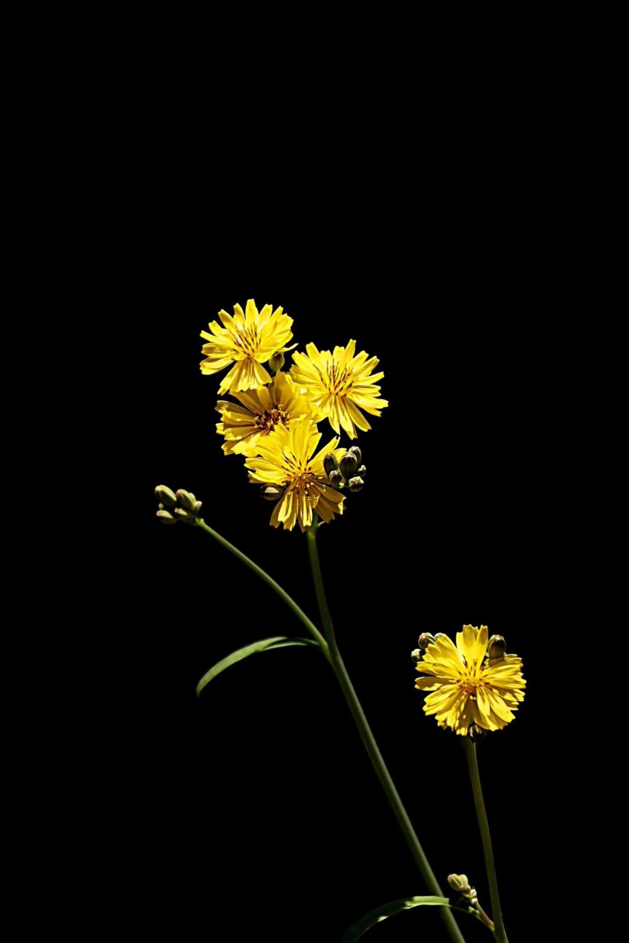 小小的花儿为谁开。摄影爱好者 原创摄影 花草无言自愈凡俗 拍花艺术