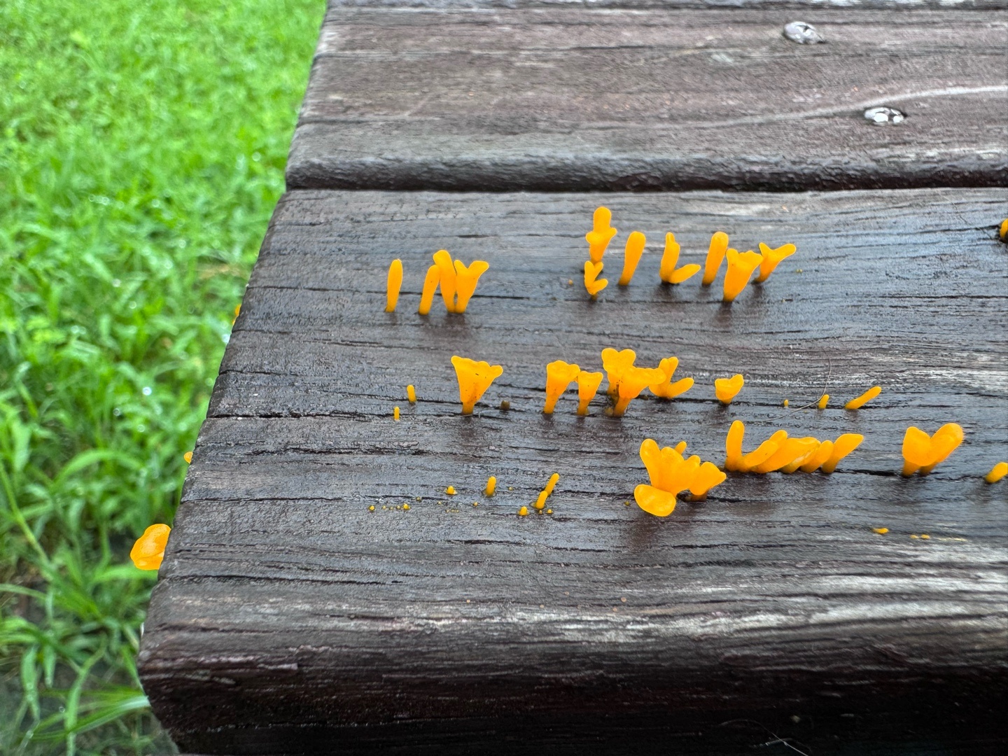 天天雨下的连公园的椅子都长出蘑菇了，这黄色的蘑菇是什么品种？ 