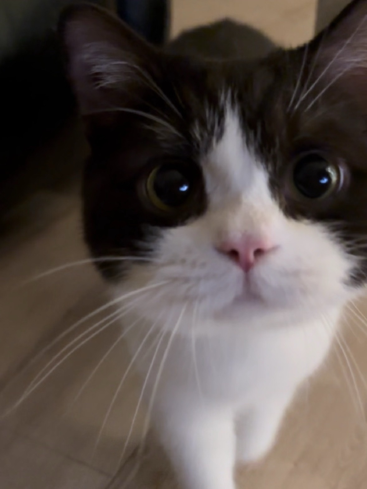 朱志鑫[超话]  越凑越近的小猫🐈‍⬛ ​​​