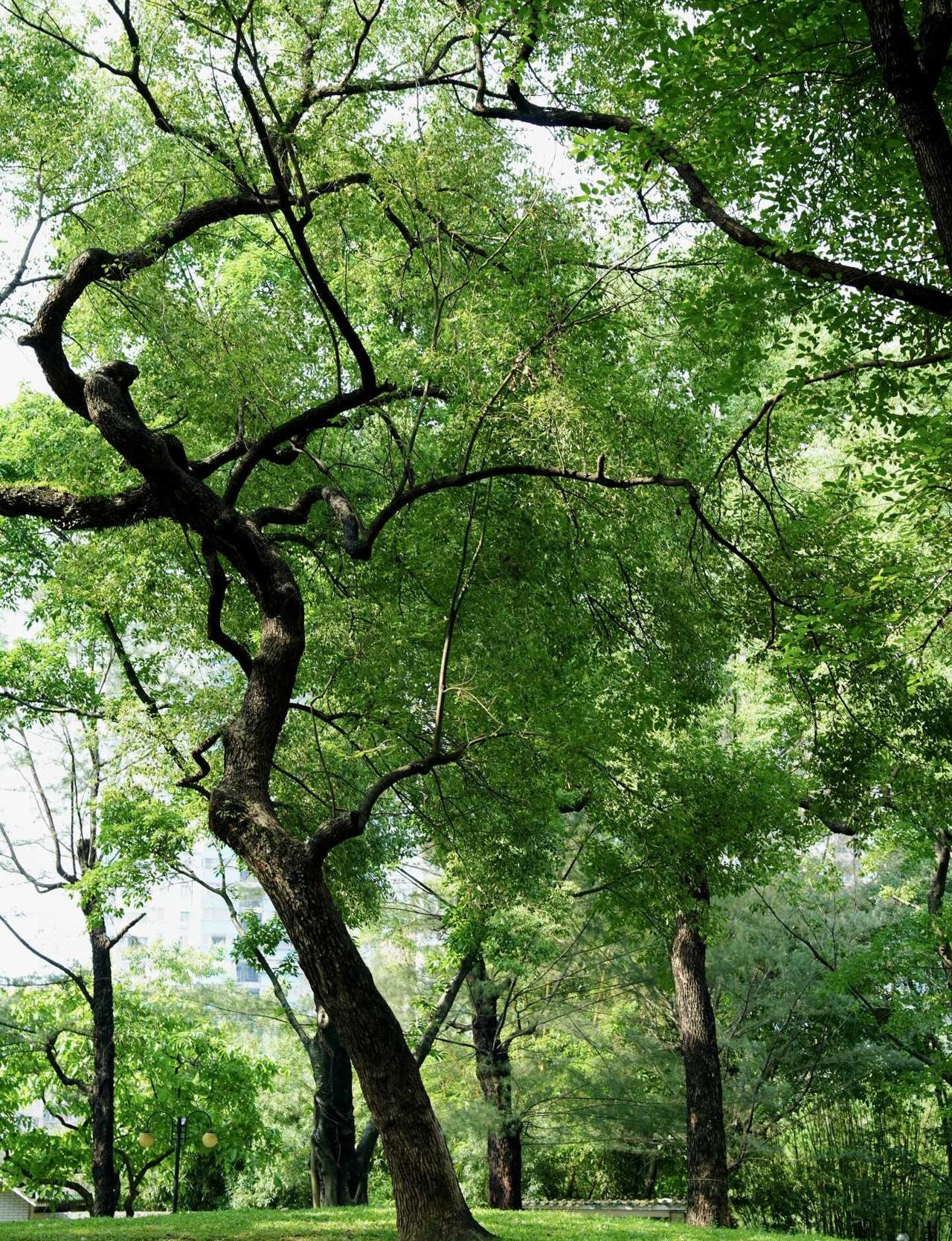 在广州！会反复爱上的松弛感公园🌳
真的很喜欢逛公园，尤其是那种满眼绿意、可以随