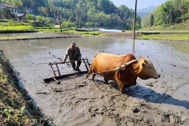 我觉得那些为农民争取“权益”的人开价开的太低啦。在农民打江山的时代，解放区的农民