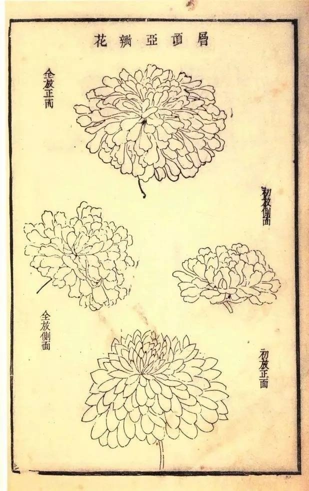 芥子园原版菊谱，画菊的好教材！[赞]  书画界艺术  书画道[超话]  