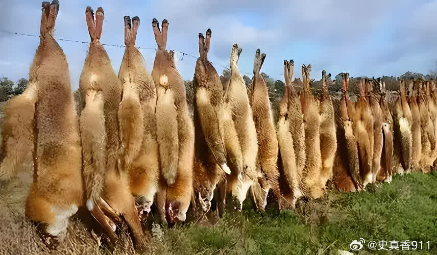 曾经澳大利亚野兔成灾，有100多亿只，体重百斤却无人食用，当地人给出答案：不敢吃