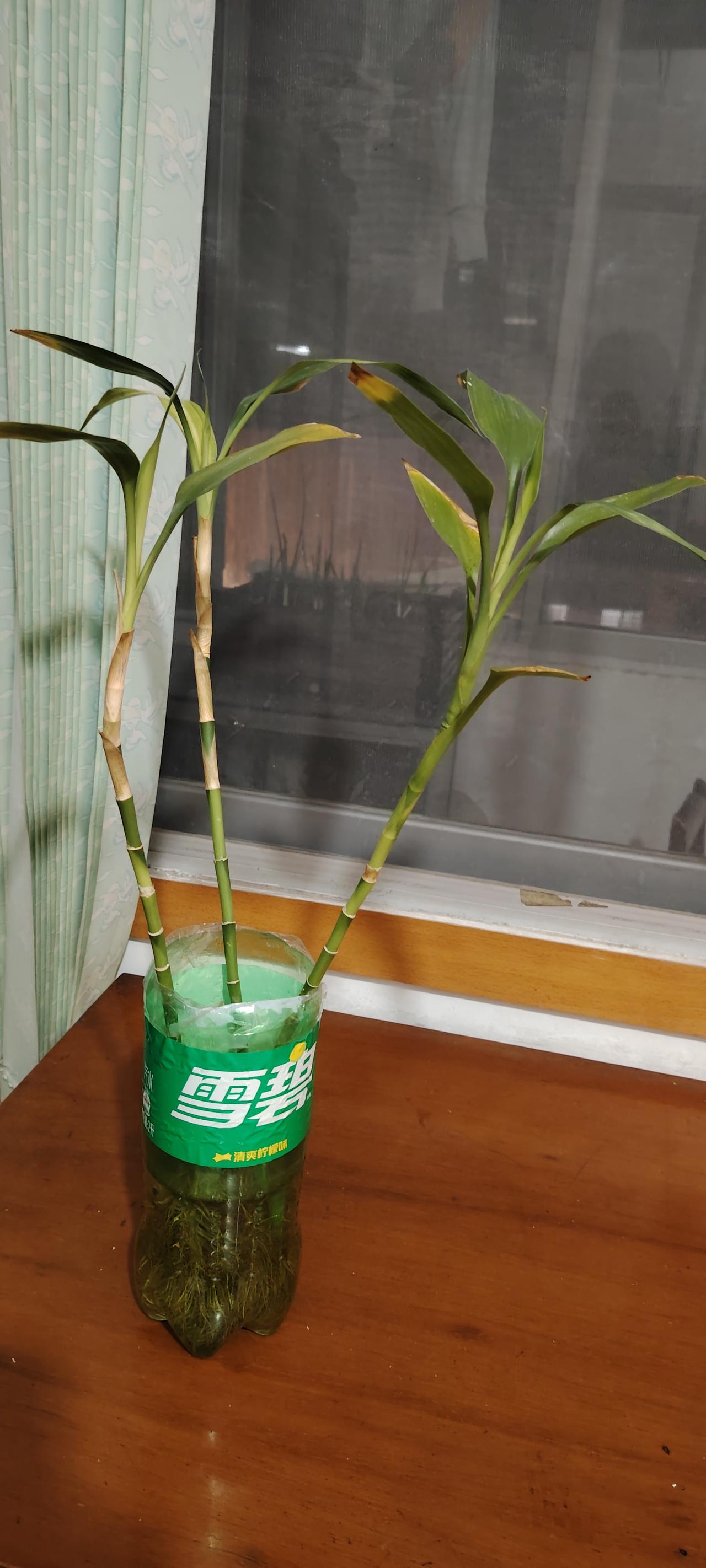 我的富贵竹，差不多养了6个月，好的是没养死，坏的是养成三毛了，只剩头顶几片叶子没