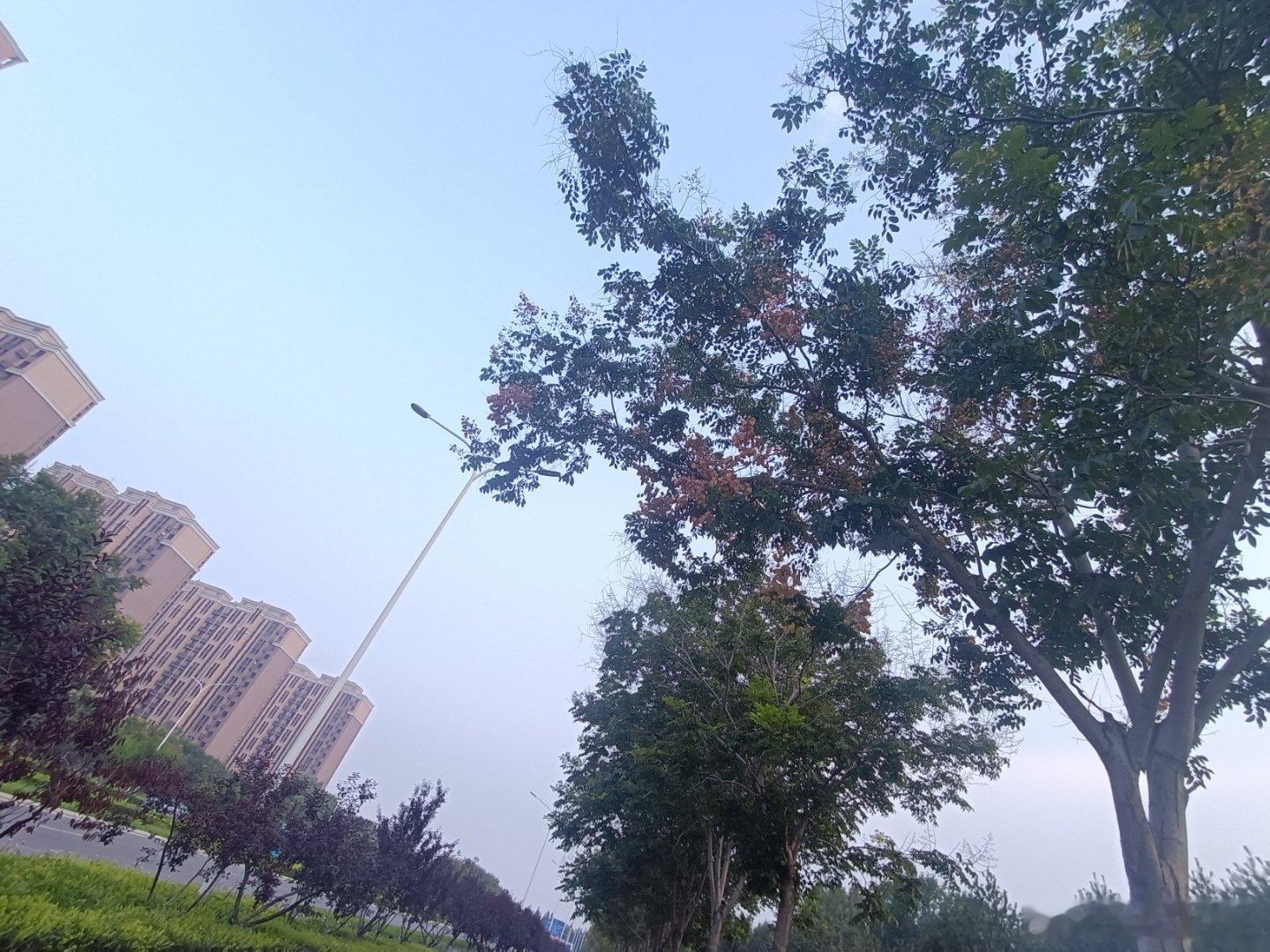 随手拍淡淡的秋从高处显现清爽从远方飘来 