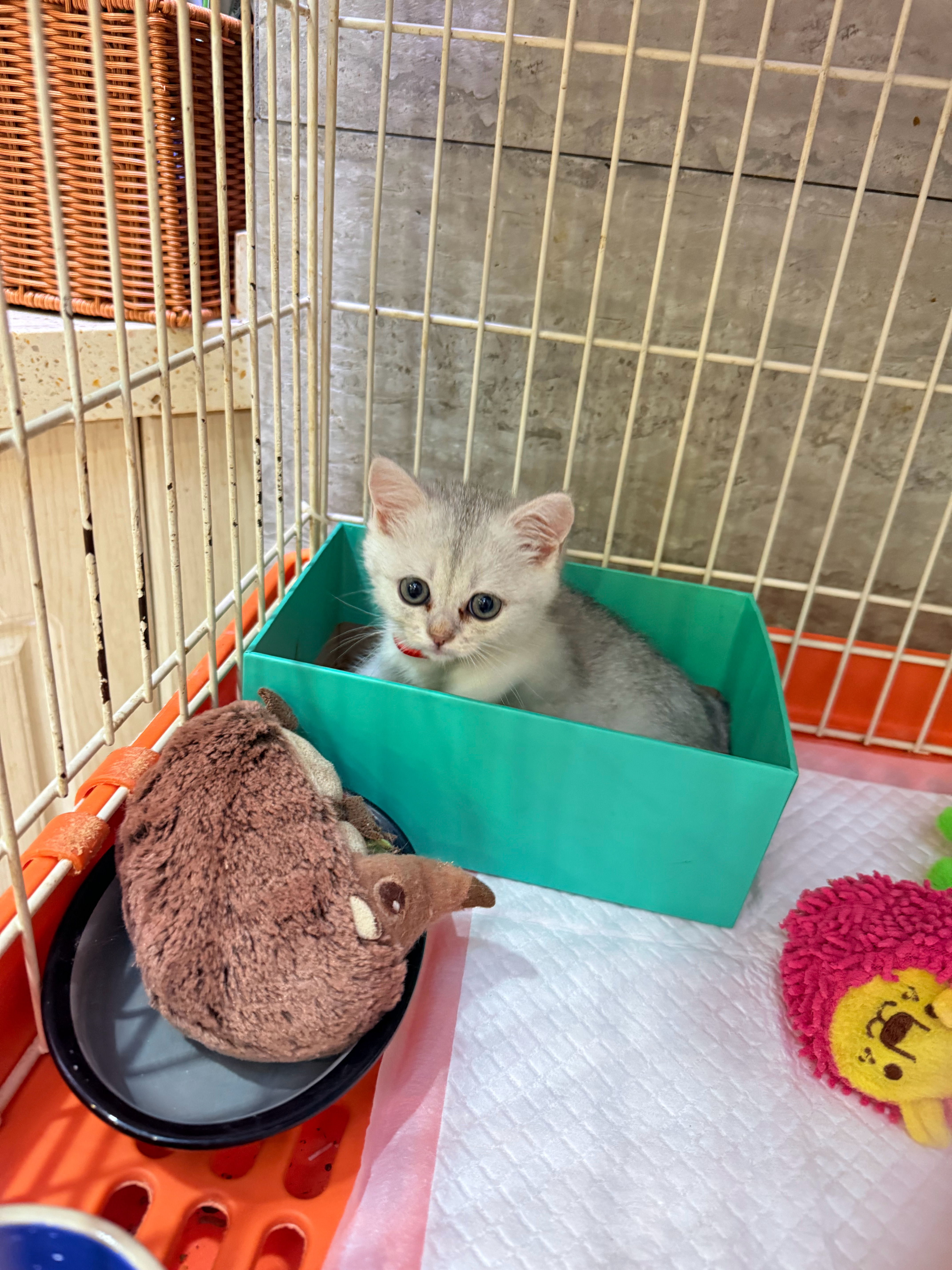 世界上最可爱的布布。。猫咪 ​​​