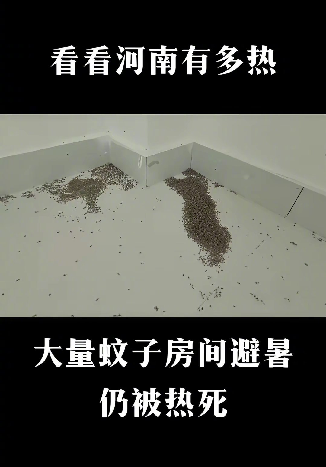 哈哈，蚊子怕热，极端高温下，估计也得被热射病送走。（图片来自网络） ​​​