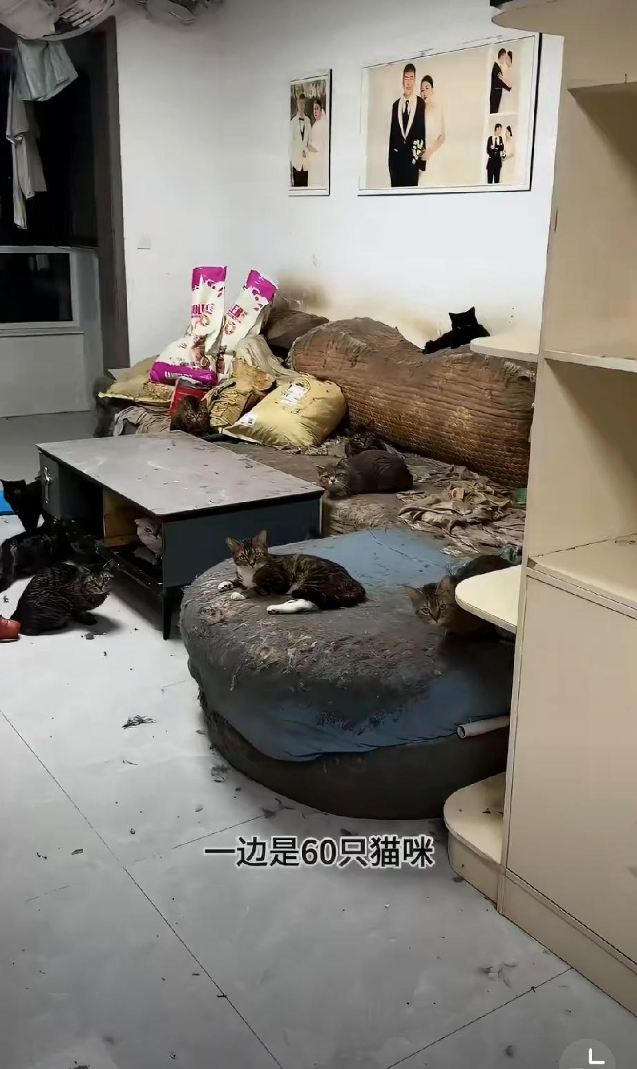 女子好心收留60只流浪猫，如今怀孕大着肚子无力照顾，只好打电话求助！
该说女子有