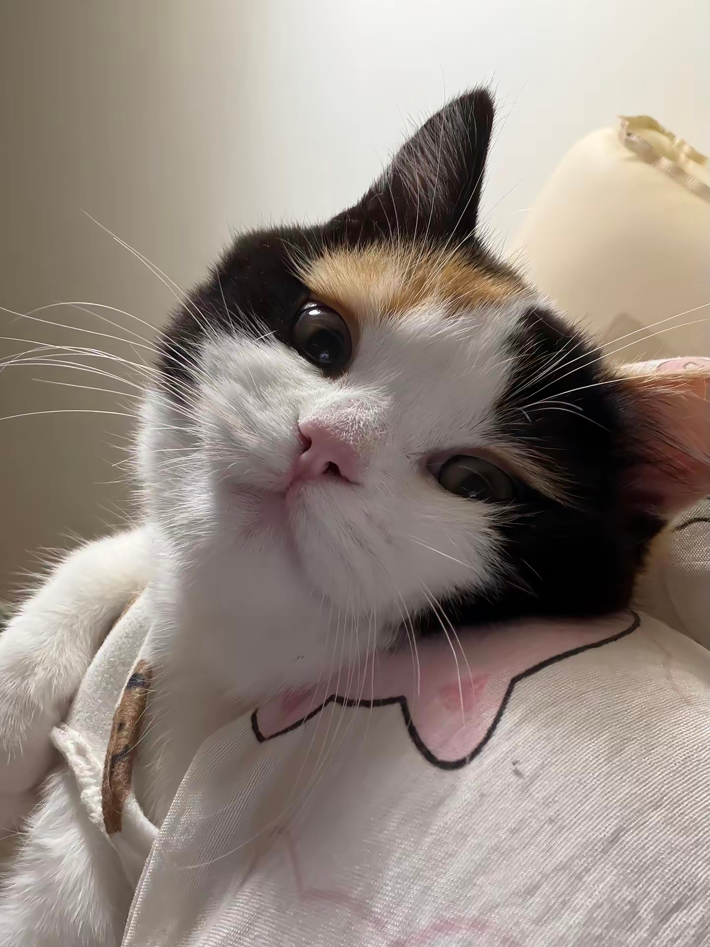 猫咪柔情似水