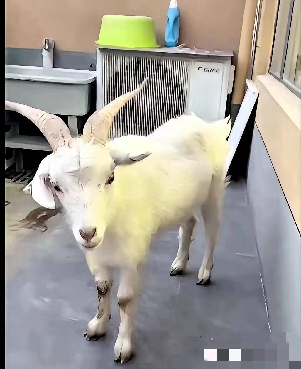 西安女孩把羊羊🐑带回了家，给它创造了舒适的环境，女生家里自带小院，环境特别合适