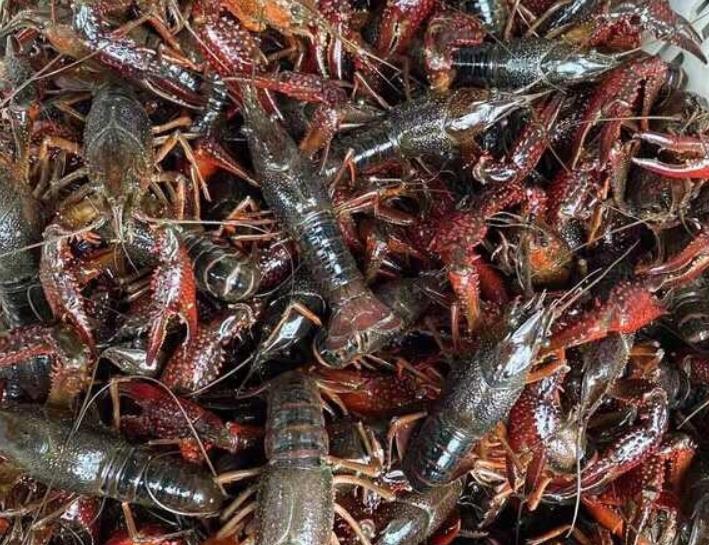 吃虾党狂喜！公安麻豪口14万亩小龙虾开捕，新鲜到爆还不贵
是不是等了一冬天，就盼