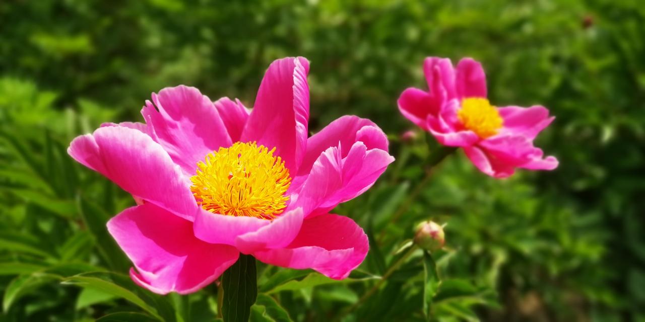 分享一张你最近随拍的照片正是芍药盛开时。芍药不仅是花还可入药，白芍，即芍药根，可