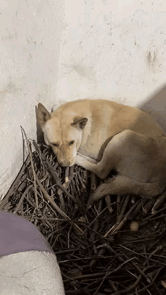 破防了！狗狗守着主人遗物默默流泪，这一幕看哭全网！
 
       重庆女子去